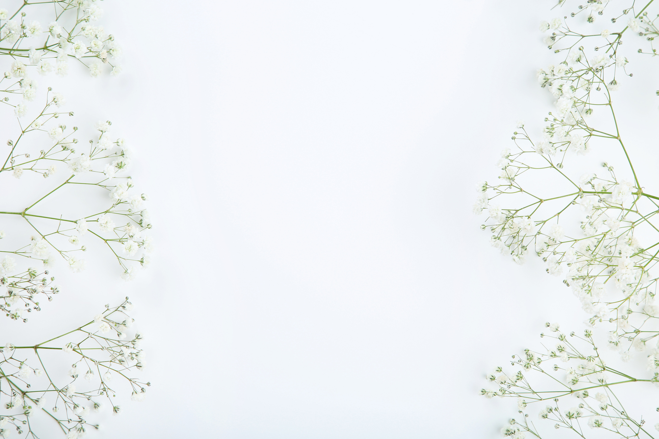 Gypsophila flowers on white background