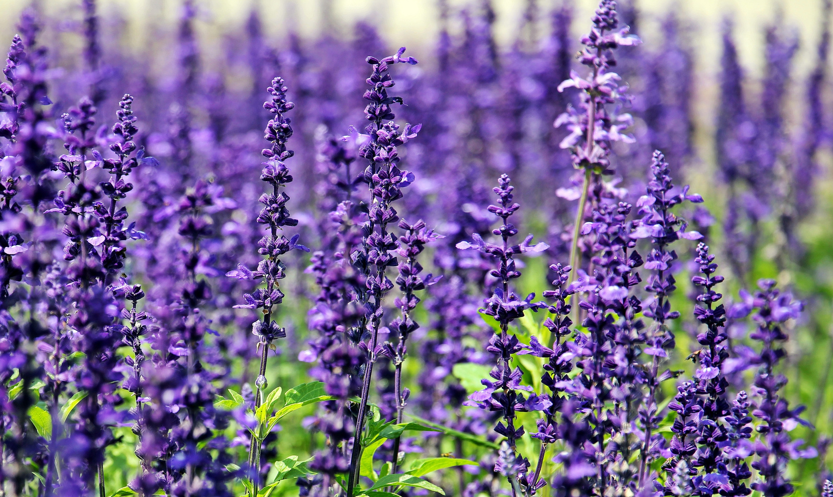 Field of Lavender Flowers