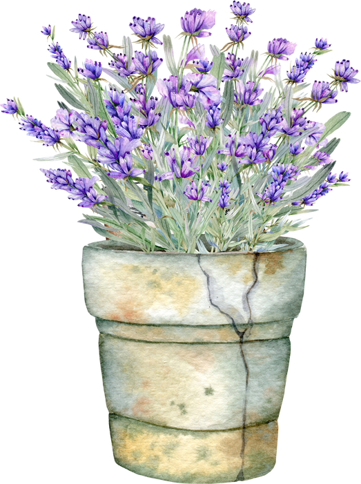 Watercolor Lavender Illustration, Provence Lavender Bouquet